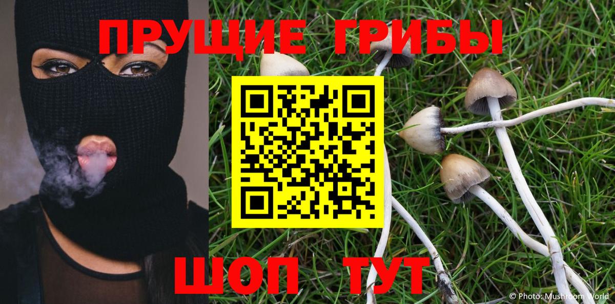 Черняховск  Галлюциногенные грибы Cubensis  Вход с VPN 